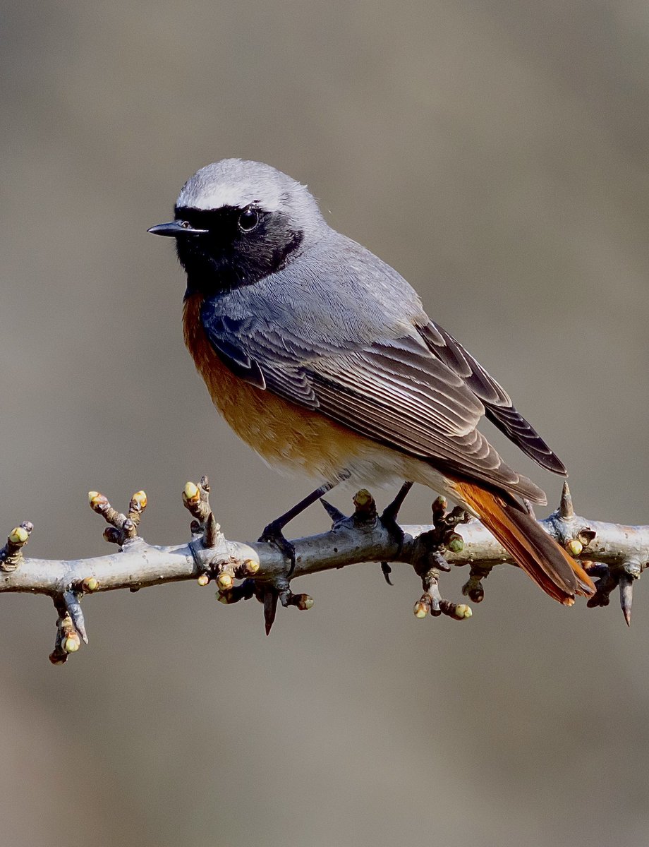 stevesando1's tweet photo. Another one of the Male Common Redstart on Bodmin moor a couple of days ago.
@CBWPS1 #birdphotography #BirdsSeenIn2023 #birding #NaturePhotography #BirdsOfTwitter #TwitterNatureCommunity #wildlifephotography https://t.co/TwWrJ4Xlce