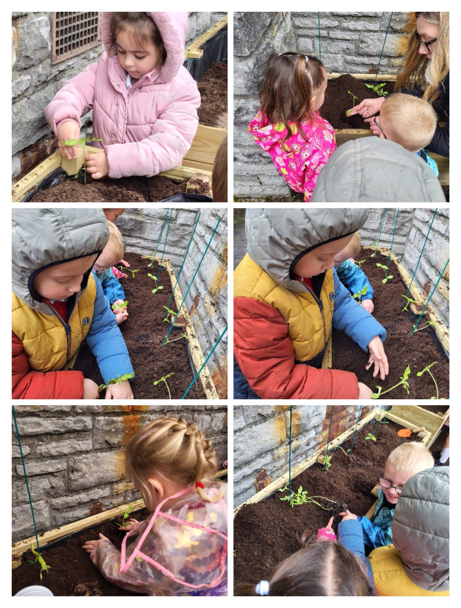 Holtonprimary's tweet photo. Next time you walk past @StMarysBarry look out for Reception's sunflowers in the new planters! ๐ป Lots of teamwork to fill the deep planters and to create holes deep enough for our soon to be giant sunflowers! #HPSReception #HPSHWb #localarea https://t.co/QyTjnWr7lP