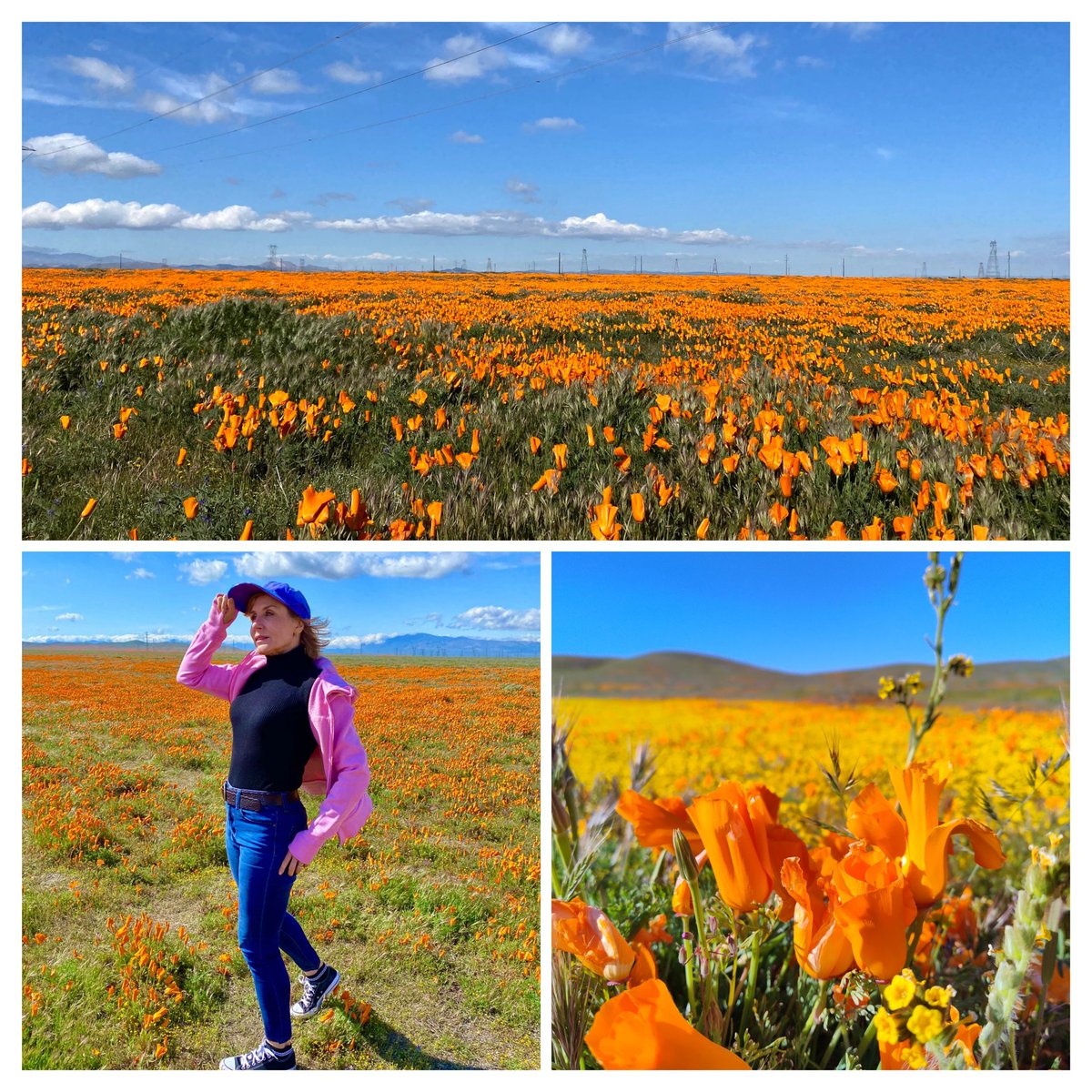 DylanRBusse's tweet photo. Wishing you a happy #springtime! 😊💖💐 #CaliforniaAdventure #flowers #California #naturelovers #NaturePhotography #NatureBeauty #nature https://t.co/BKDyIi6Ugb