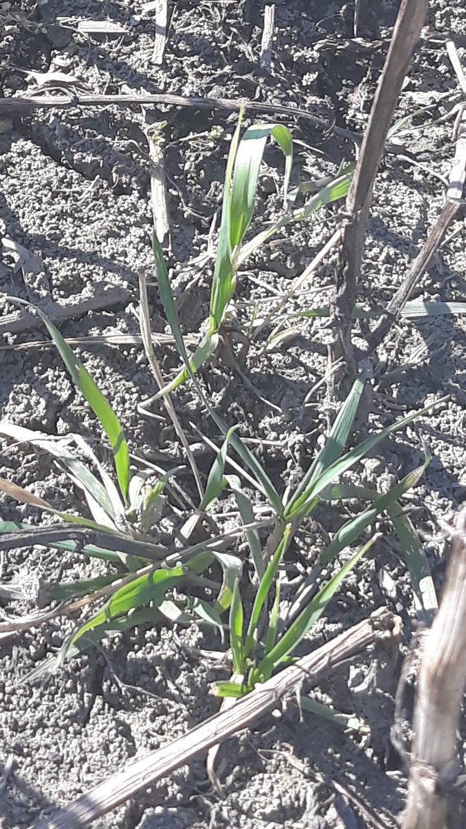 MarjoKeskitalo's tweet photo. Kasvitutkimuksessa kevätkin on jännää aikaa, kun selviää talvehtimisen onnistuminen. Monivuotinen vilja 'Intermediate wheatgrass' #Kernza, on lähtenyt vahvasti kasvuun @LukeFinland #Jokioinen. Jatkossa tutkimme juuristoa ja siemensatoa #Bio_Osake #Viking. https://t.co/VYiVhqyrth