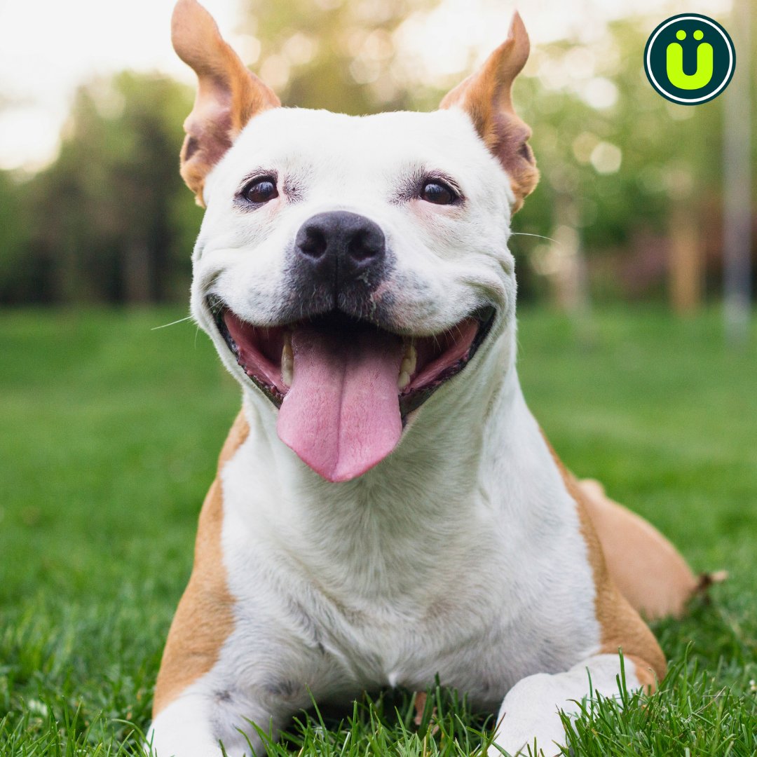 UberFacts's tweet photo. Dogs have developed specific muscles to raise their inner eyebrows, allowing them to make more expressive, infant-like faces. This muscle is not present in wolves, their closest relatives

This change is believed to have evolved to enhance communication with humans https://t.co/sFa1KwvzMR