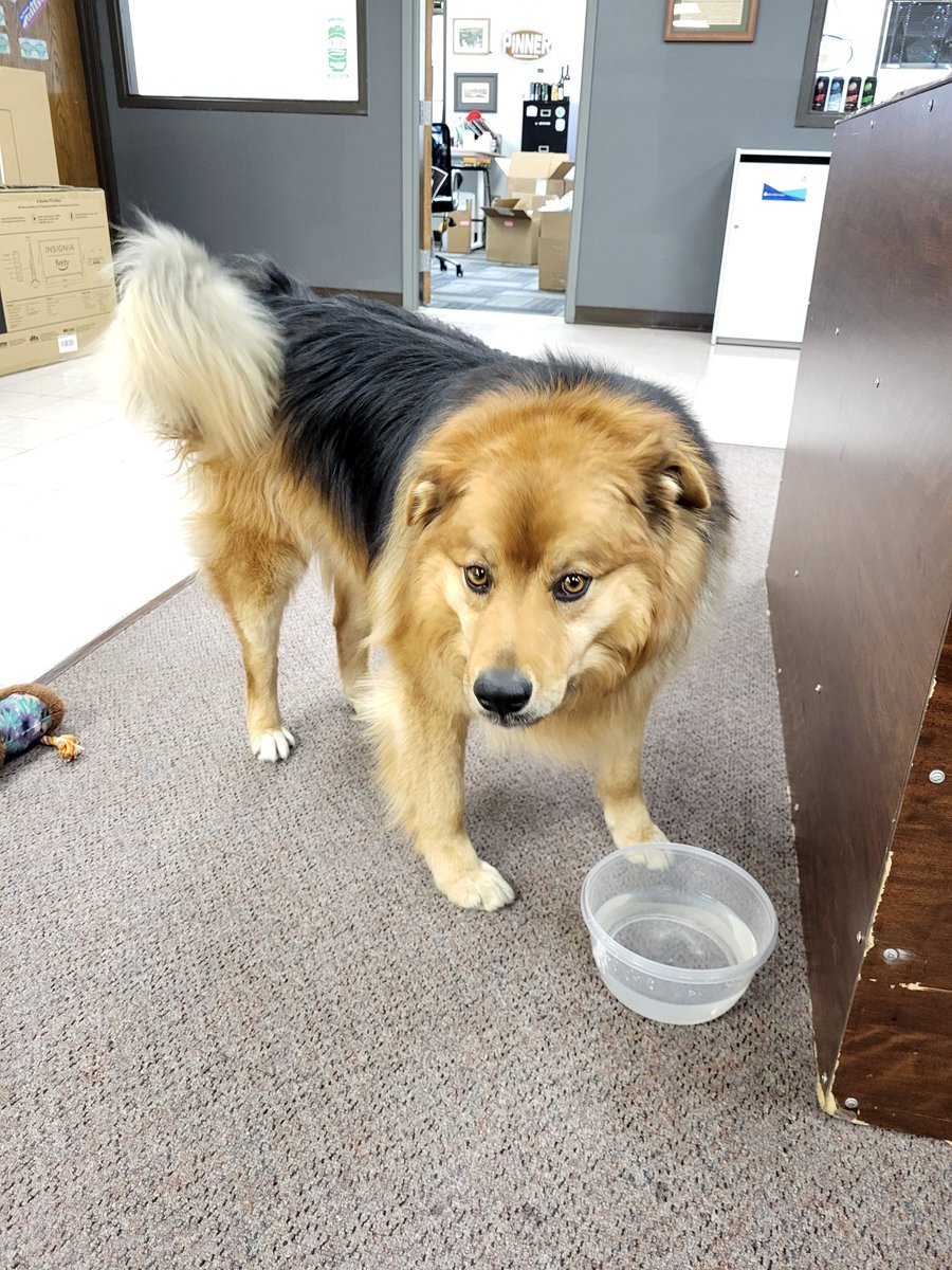 hippopotawalrus's tweet photo. A pensive Fergus on this cloudy #FergusFriday🐶 https://t.co/6vwVA9i32t