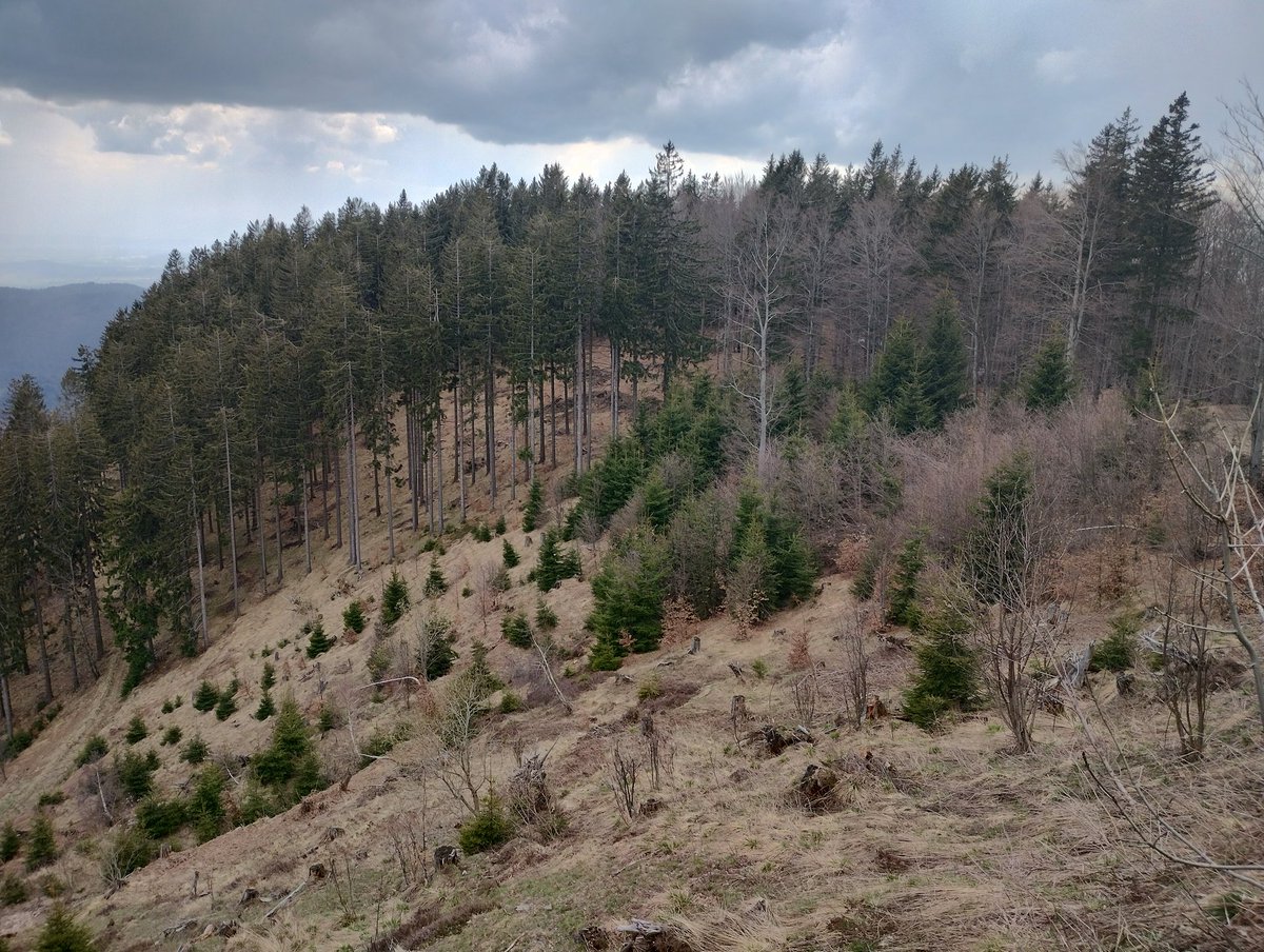 TomPughLab's tweet photo. Fascinating day looking at forest disturbance patches and regeneration (failure) in Slovenia, including some fir trees at both ends of the life cycle. Thanks to Tom Nagel, Gal, Matteo and the Slovenian Forest Service for hosting us! #FORECO project @anjarammig @corneliussenf https://t.co/QieZN2Gn4u