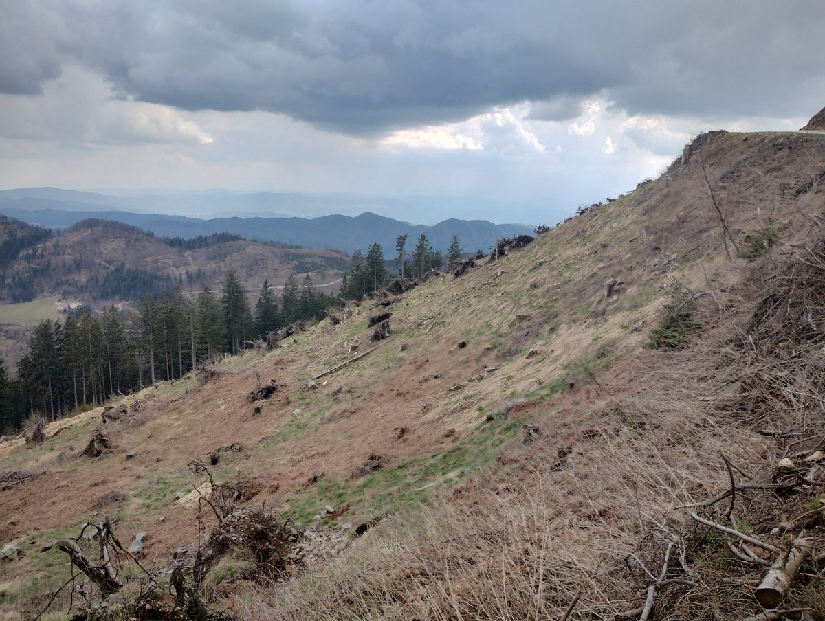TomPughLab's tweet photo. Fascinating day looking at forest disturbance patches and regeneration (failure) in Slovenia, including some fir trees at both ends of the life cycle. Thanks to Tom Nagel, Gal, Matteo and the Slovenian Forest Service for hosting us! #FORECO project @anjarammig @corneliussenf https://t.co/QieZN2Gn4u