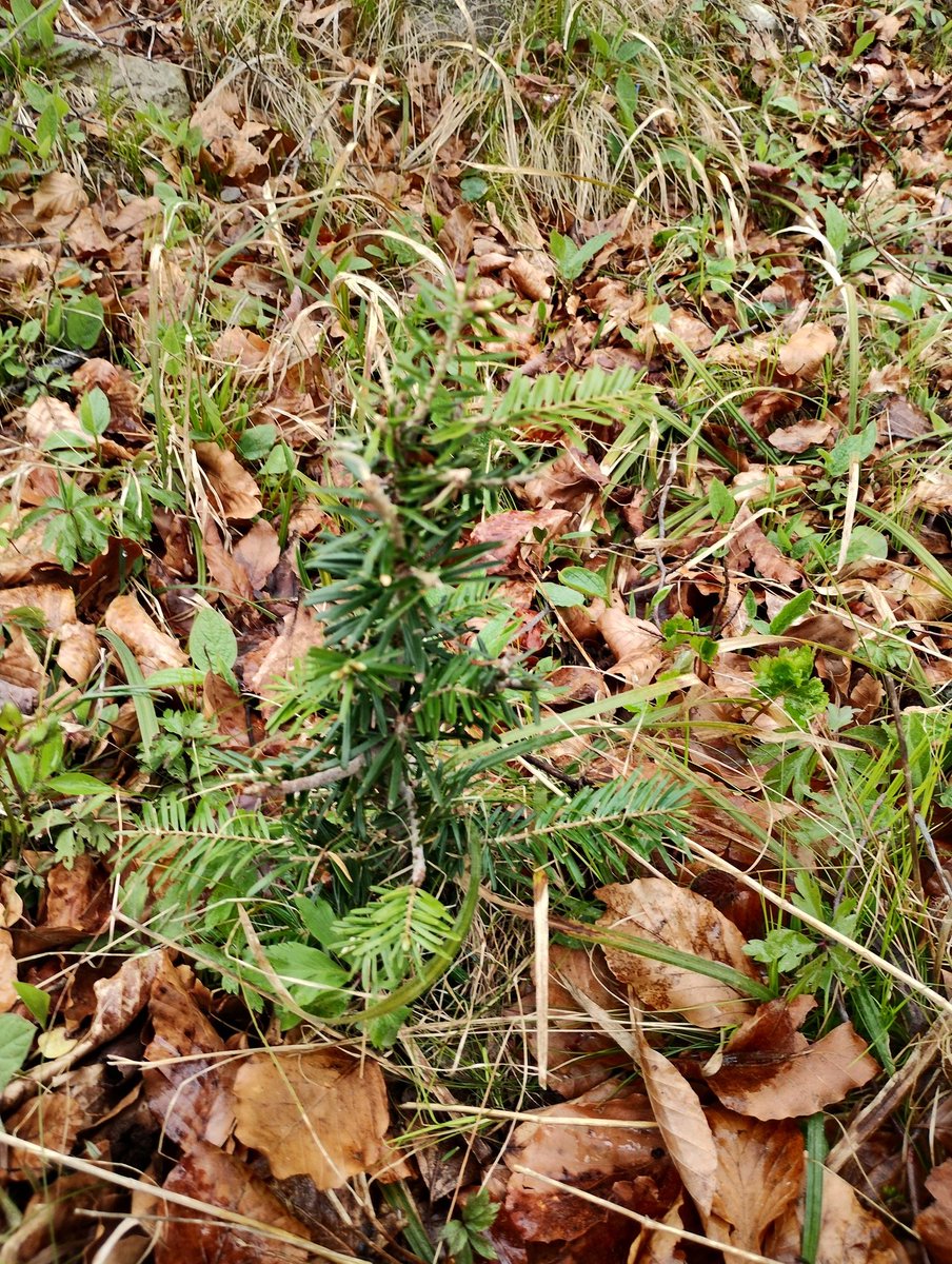 TomPughLab's tweet photo. Fascinating day looking at forest disturbance patches and regeneration (failure) in Slovenia, including some fir trees at both ends of the life cycle. Thanks to Tom Nagel, Gal, Matteo and the Slovenian Forest Service for hosting us! #FORECO project @anjarammig @corneliussenf https://t.co/QieZN2Gn4u