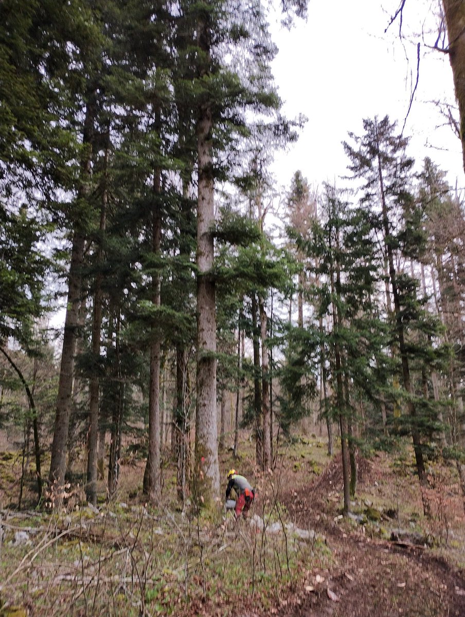 TomPughLab's tweet photo. Fascinating day looking at forest disturbance patches and regeneration (failure) in Slovenia, including some fir trees at both ends of the life cycle. Thanks to Tom Nagel, Gal, Matteo and the Slovenian Forest Service for hosting us! #FORECO project @anjarammig @corneliussenf https://t.co/QieZN2Gn4u