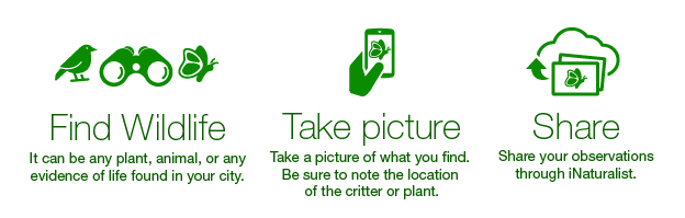 Get outside, explore the natural world and see what plant or animal species live in your neighbourhood, local park or near your favourite trail. Join the City Nature Challenge and share your wildlife observations between April 28 and May 1. 📸🏞️cityofkingston.ca/residents/envi…