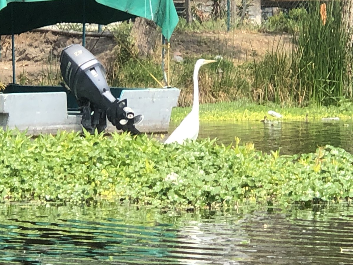 Graupix's tweet photo. Tuve la suerte de conocer el proyecto sostenible de @olintlalli en @XochimilcoAl. Os cuento todos los detalles: 
https://t.co/344Pp5kxVZ @turismocdmx  @SECTUR_mx 
@SEDEMA_CDMX @NathalieDesplas @Claudiashein 
@CulturaCiudadMx #CDMX #GraupixDF https://t.co/a5kurUjsdX