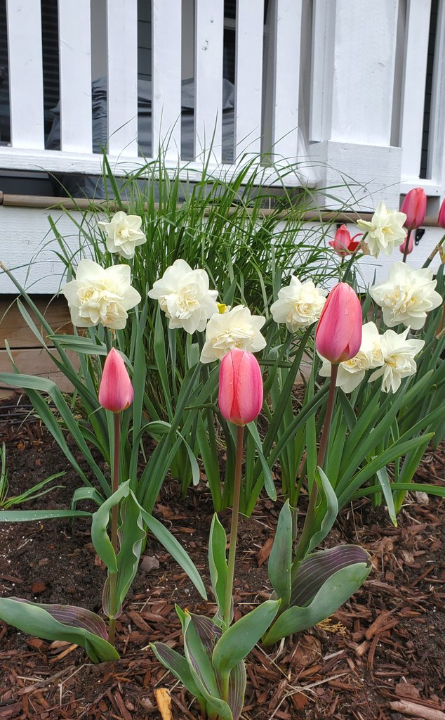 @CourseCharted @LiveaMemory @DoroLef @FitLifeTravel @leisurelambie @RudiGourmand @ChooseChicago @chicago Lovely to see, Alana. 🌸 Our trees, bushes, and bulbs are blossoming beautifully with Vancouver's cool, rainy Spring. #FridayFlowers 🌷