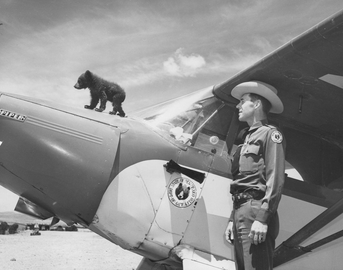 Denver_Archives's tweet photo. No one said the #ArchivesHashtagParty #ArchivesBabies have to be human! Here we see a baby bear cub in our @LincolnUSForest  holdings - just rescued from a forest fire in NM, he was soon sent east to live at the @NationalZoo as Smokey Bear where millions visited him! https://t.co/KLiLhyn7F1