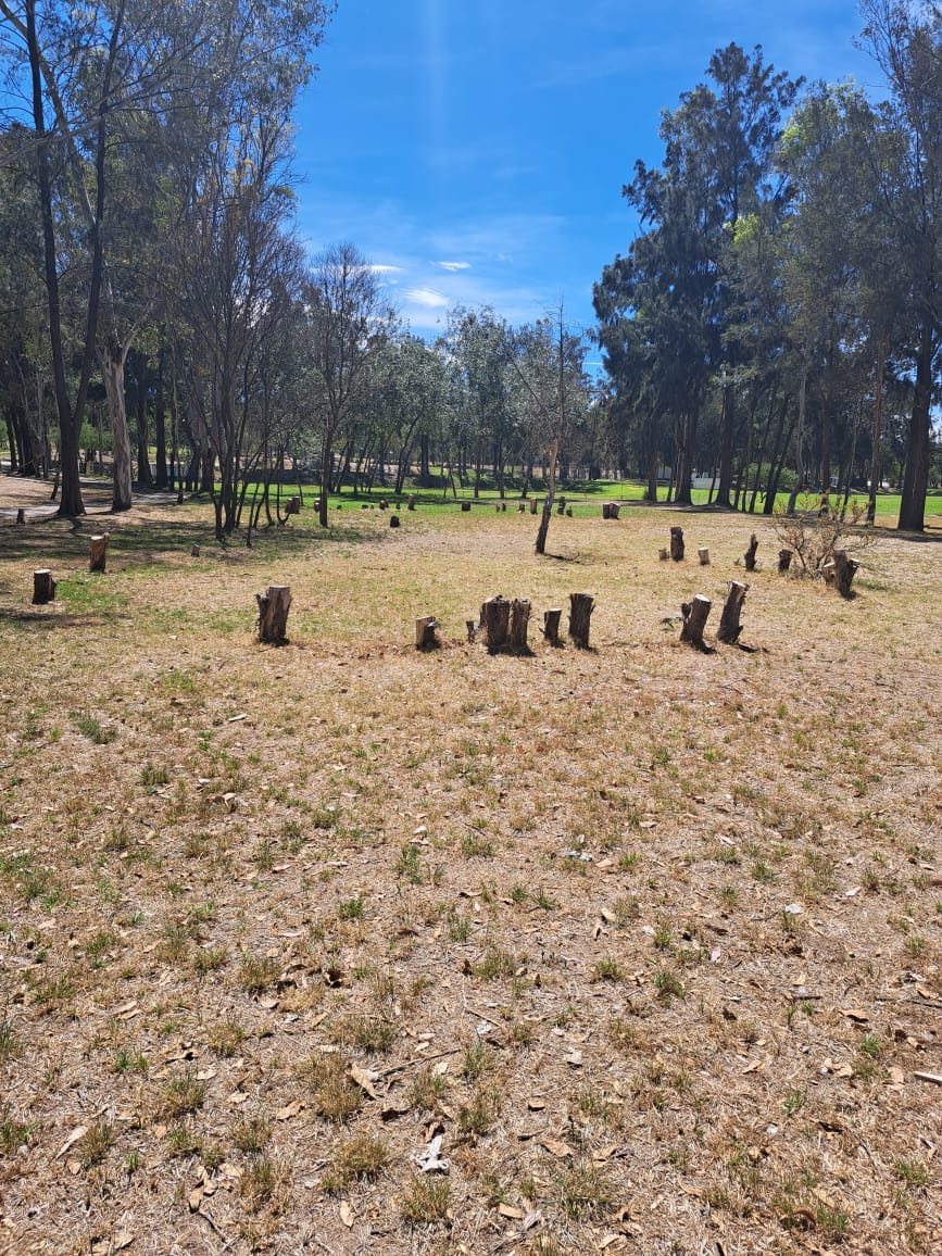 <a href="/luisglozano/">LUIS GONZÁLEZ LOZANO</a> <a href="/EloyFranklin/">Eloy Franklin Sarabia</a> <a href="/CongresoEdoSLP/">Congreso SLP</a> <a href="/RGC_Mx/">Ricardo Gallardo Cardona 🇲🇽</a> <a href="/GobEdoSLP/">Gobierno del Estado de San Luis Potosí</a> <a href="/SEGAM_SLP/">SEGAM SLP</a> Si creo que en parte es culpa de la herencia maldita y otra del gobernador tan así que en el Tangamanga 1 están talando árboles de manera indiscriminada, ¿Por qué? Porque la herencia maldita sigue ahí con el DG y el DO y eso que el último trabajo en SEGAM