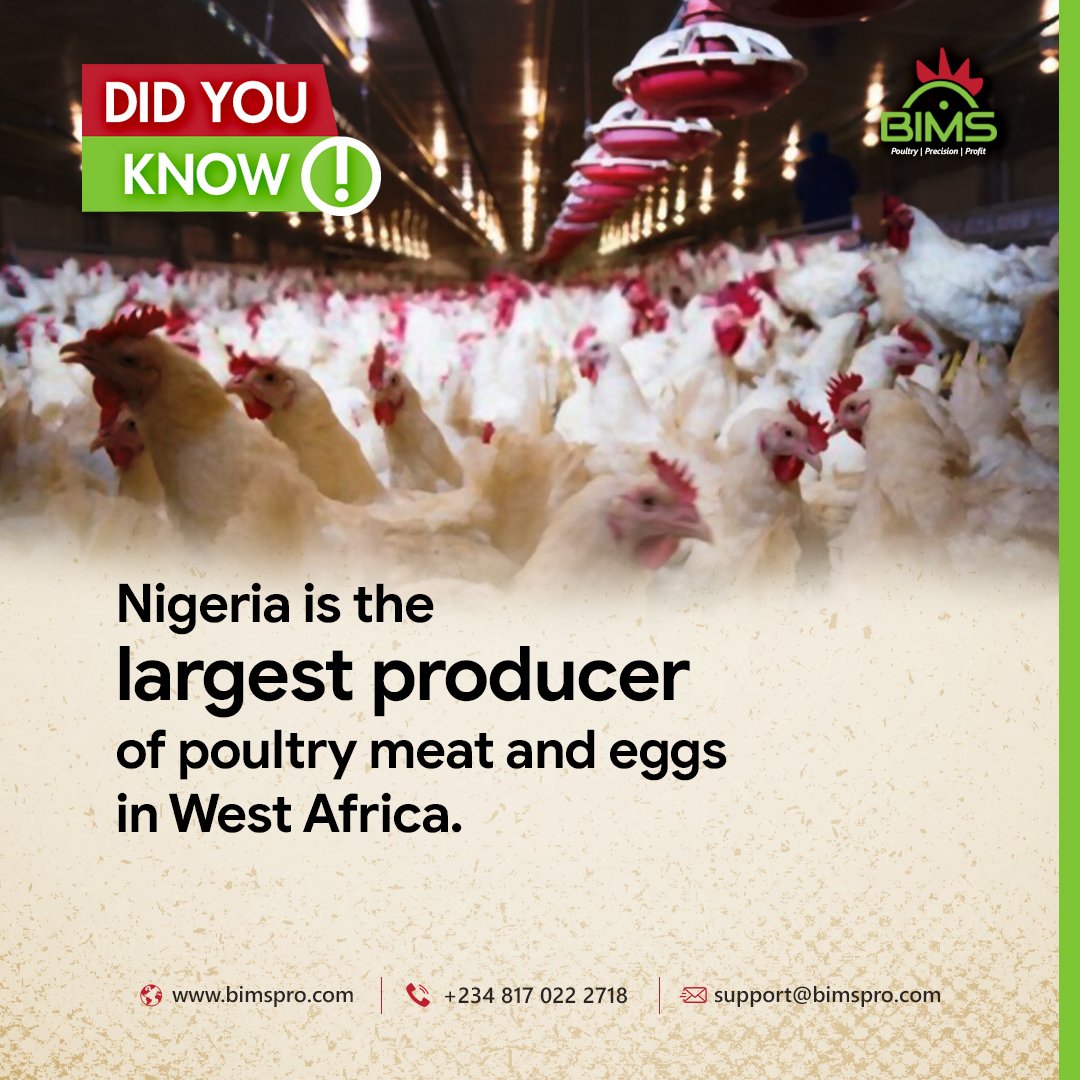 Bimspro_'s tweet photo. #DidYouKnow Nigeria is the largest producer of poultry meat and eggs in West Africa.

#facts #BIMS #broiler #poultry #profit #sales #agfintech #agritech #agric  #reels #food #chicken #farm #farmer #fao https://t.co/txeWkI4Fjg
