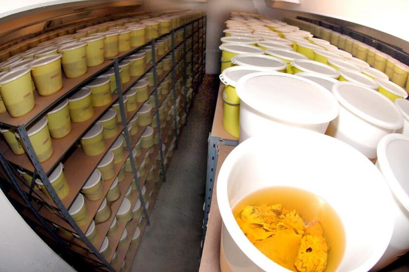 xataka on Twitter "Dinamarca tiene 10.000 cerebros guardados en un