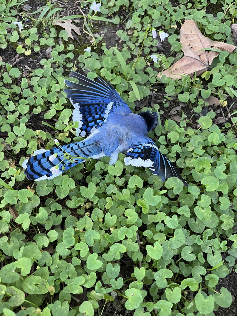 Found Twitter face down in my back yard