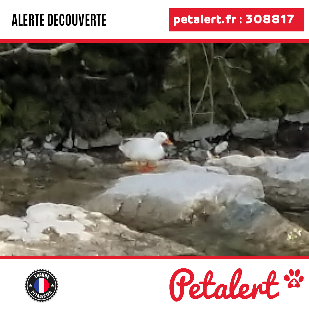 petalert_france's tweet photo. Trouvé #Oiseau #Savoie #Bassens #Petalert #PetAlert73 / https://t.co/42Z5kzj8tD https://t.co/vE2ETfD6VU