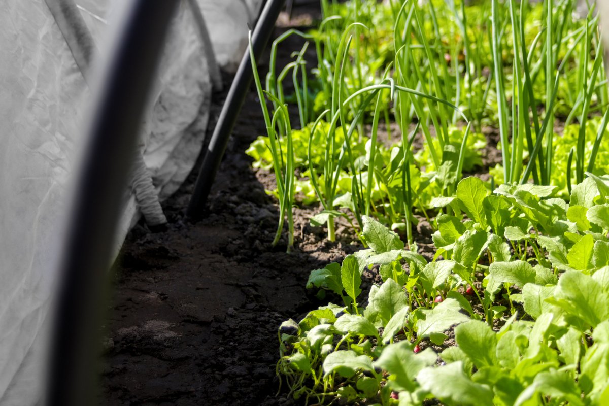 PlanterApp's tweet photo. We would love to know what topics you would like Planters team to cover in our blog post! Let us know below 👇🏼👨🏻🌾

Planter is available for download in the App Store and Google Play.
___
 #nature #veggies #plants #allotmentlife #mygarden #harvest #organicgarden #planterapp https://t.co/CuoE9LaUfa
