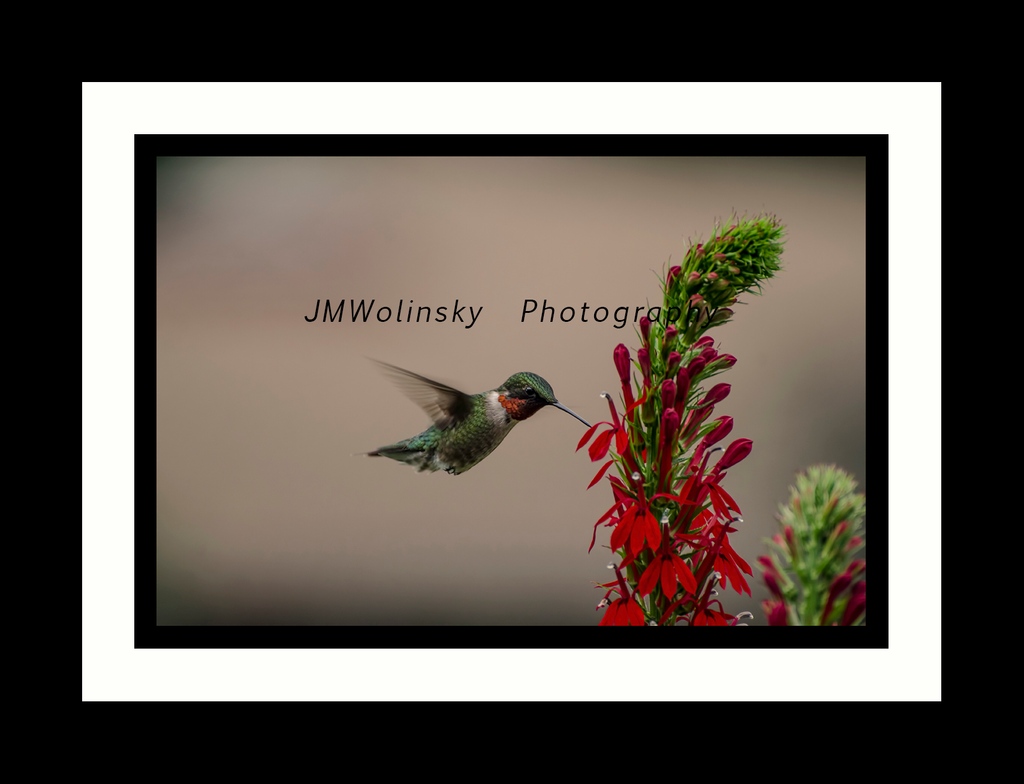 Feast your eyes on this gorgeous Ruby-throated Hummingbird! It's remarkable how such a tiny bird can travel up to 500 miles to migrate. #ShareYourStories #BirdLove #BirdWatching,#rubythroatedhummingbird,#hummingbird,#naturephotographer,#explore,#explorepage