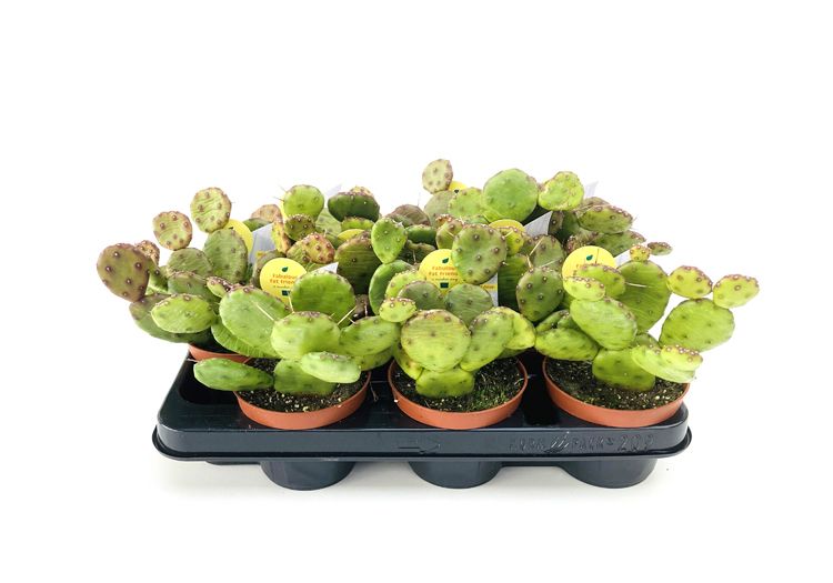 fabfatfriends's tweet photo. 🌵🟡Terug beschikbaar, onze wintervaste Opuntia Humifusa.

🏞️ Harde kwaliteit, jaarrond buiten gekweekt. https://t.co/QG0emMYrAU