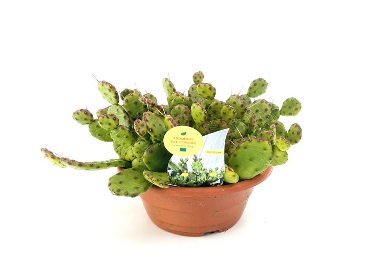 fabfatfriends's tweet photo. 🌵🟡Terug beschikbaar, onze wintervaste Opuntia Humifusa.

🏞️ Harde kwaliteit, jaarrond buiten gekweekt. https://t.co/QG0emMYrAU