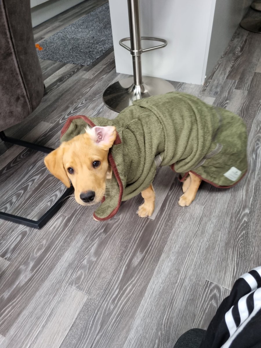 blueeyedboy001's tweet photo. @RuffTumbleCoats Nugget was left feeling a little in adequate after looking at the catalogue. I explained he is growing so fast it won't be long till it fits.
#gundog #puppy
#dryingcoat #ruffandtumble https://t.co/nT6ovHvL0g
