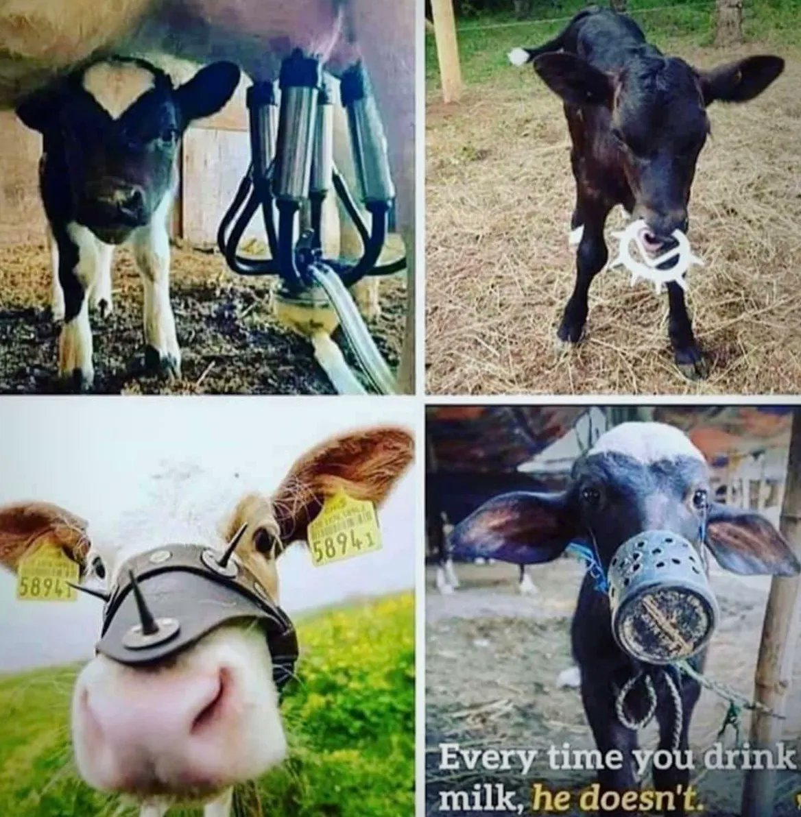 JohnOberg's tweet photo. Animal agriculture = depravity. 💔 https://t.co/dlFn6901O5