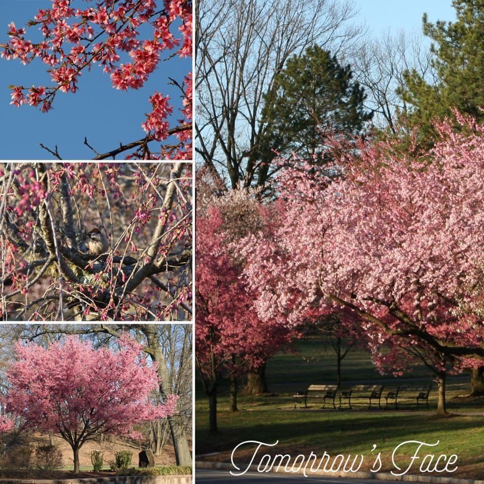 TomorrowsFace tweet media