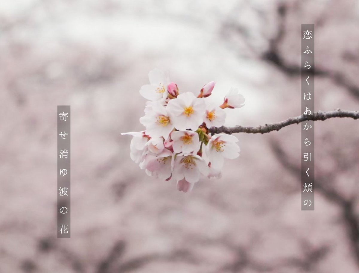 Syasin_kakou's tweet photo. ヨルシカ/都落ち

#写真好きな人と繋がりたい  
#ファインダー越しの私の世界  #photograph #coregraph
#キリトリセカイ #カメラ女子
#写真で伝えたい私の世界 
#harucanon https://t.co/LySKYoZ0u9