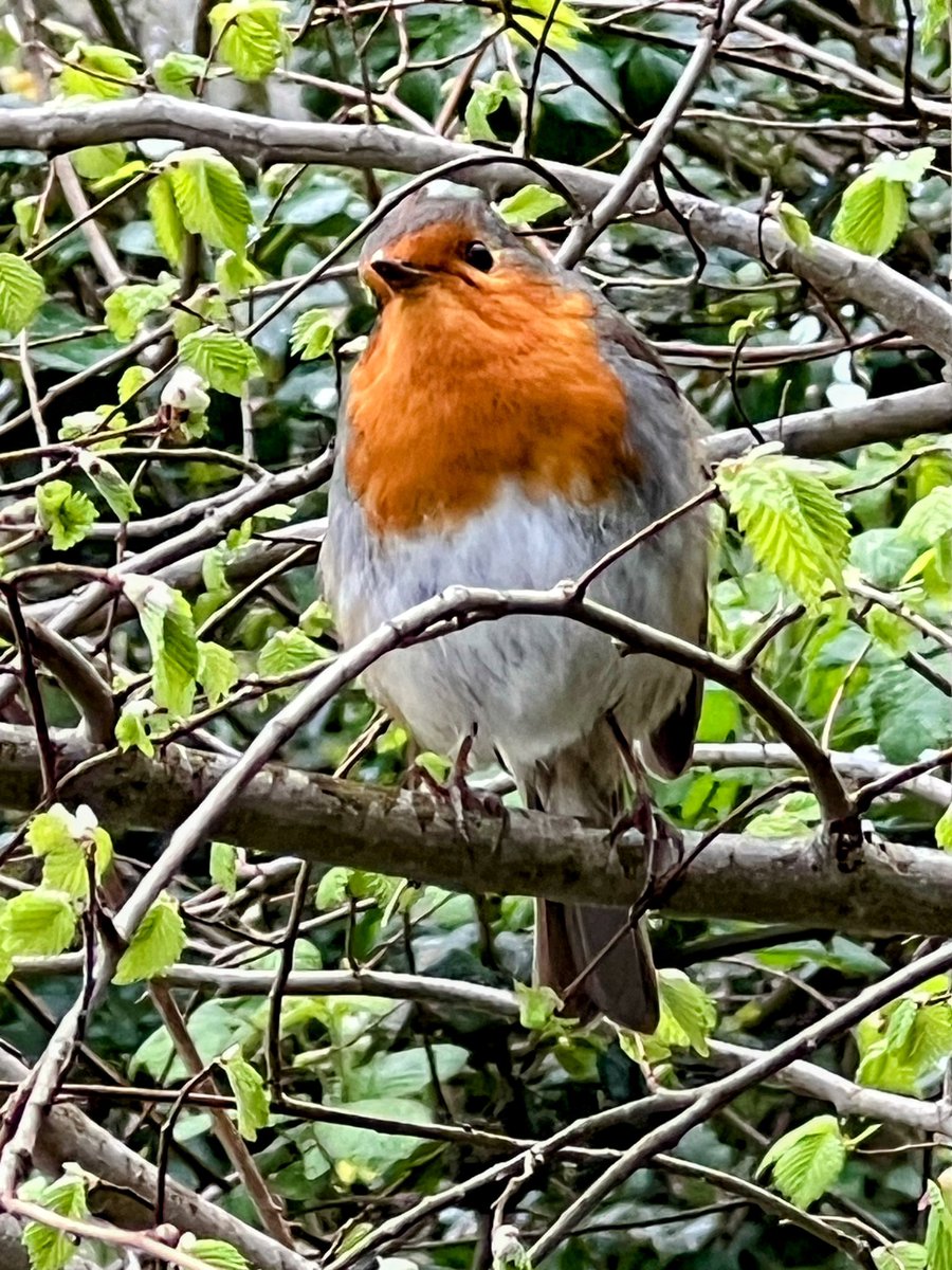 Cragfast's tweet photo. Weymouth #DailyDoseOfRobin https://t.co/UxQXgXspkW