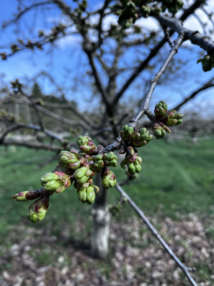 MathiasFarms1's tweet photo. Coming soon 🌸

#mathiasfarms #blossomseason  #sweetcherryblossoms https://t.co/KdJaHNLg6R