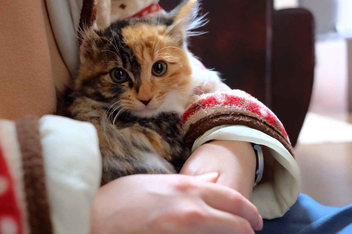 Ein Freund hat eine Katze gefunden.