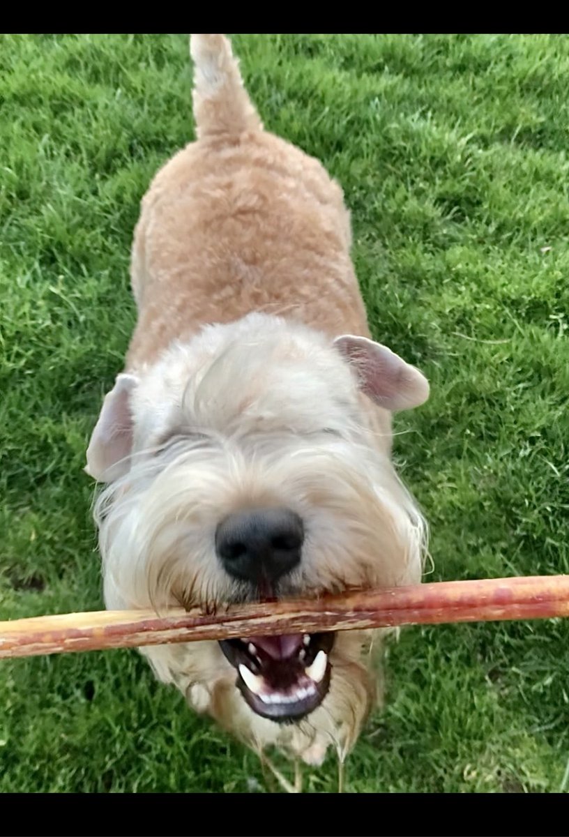 TerrierWheaten's tweet photo. Itโs Friyay!!! Hope good things come your way too!
#wheatenterrier #friday #dogsoftwitter #bullystick https://t.co/FXeZf6Efdb