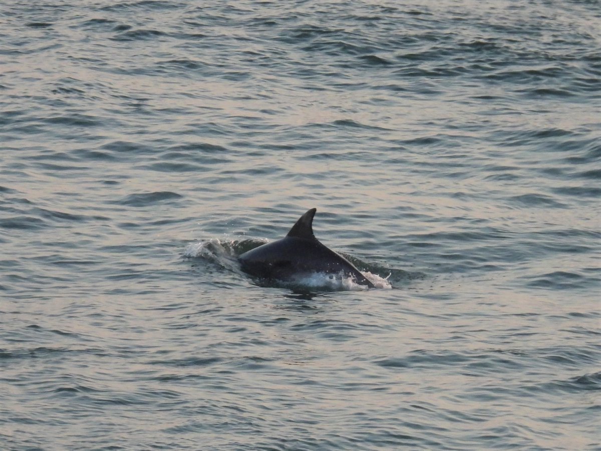 Dorset Wildlife Trust (@dorsetwildlife) on Twitter photo Our Marine Officers were treated to a sighting of two bottlenose dolphins off Portland Bill this week. 🤩 🐬
If you are lucky enough to spot any dolphins on your coastal walks, please report your sighting to Kimmeridge@dorsetwildlifetrust.org.uk 🙌 💙 ~ Jack
📸 Sarah Hodgson Our Marine Officers were treated to a sighting of two bottlenose dolphins off Portland Bill this week. 🤩 🐬
If you are lucky enough to spot any dolphins on your coastal walks, please report your sighting to Kimmeridge@dorsetwildlifetrust.org.uk 🙌 💙 ~ Jack
📸 Sarah Hodgson