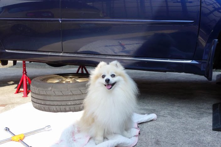 Ich habe einen Hund gefunden.