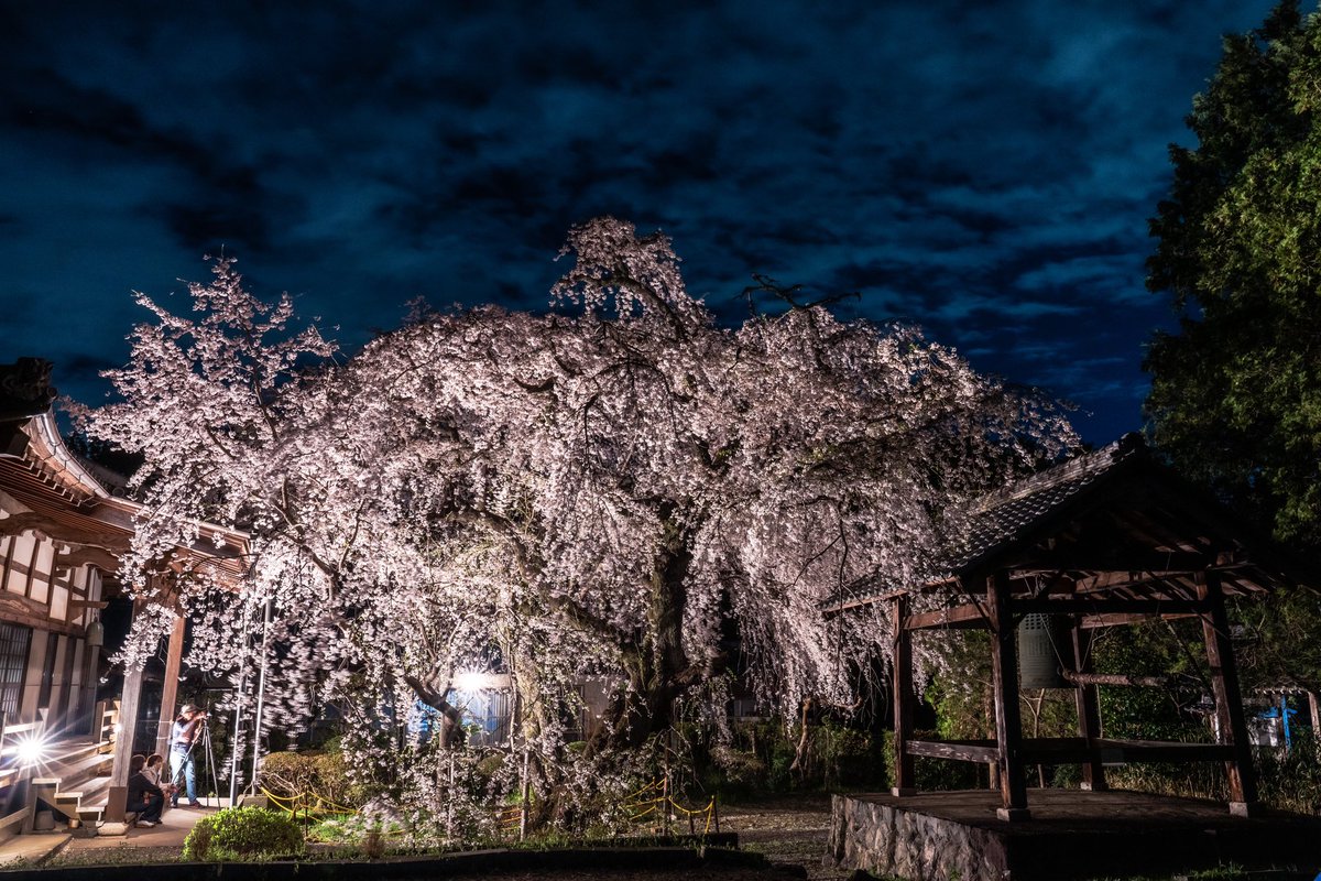 RON3931's tweet photo. めっちゃ豪快な枝垂れ桜でした😆👍
#東京カメラ部 #ファインダー越しの私の世界 #写真好きな人���つながりたい #枝垂れ桜 https://t.co/WKCK0SEZBX
