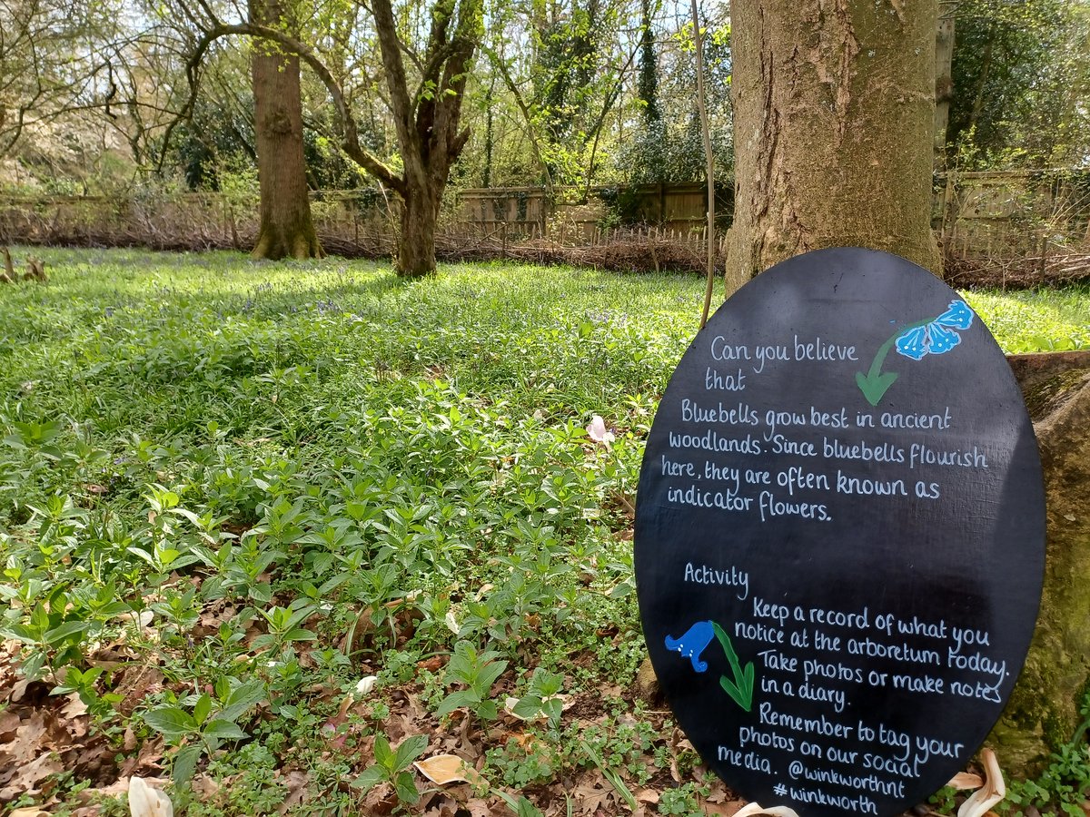 📢It's bluebell season. If you're visiting us over the coming weeks, you'll see the arboretum slowly turning purple as our bluebells emerge. Ask at our kiosk for our bluebell trail and learn some fun facts along the way. #Bluebells #BluebellWatch #50things