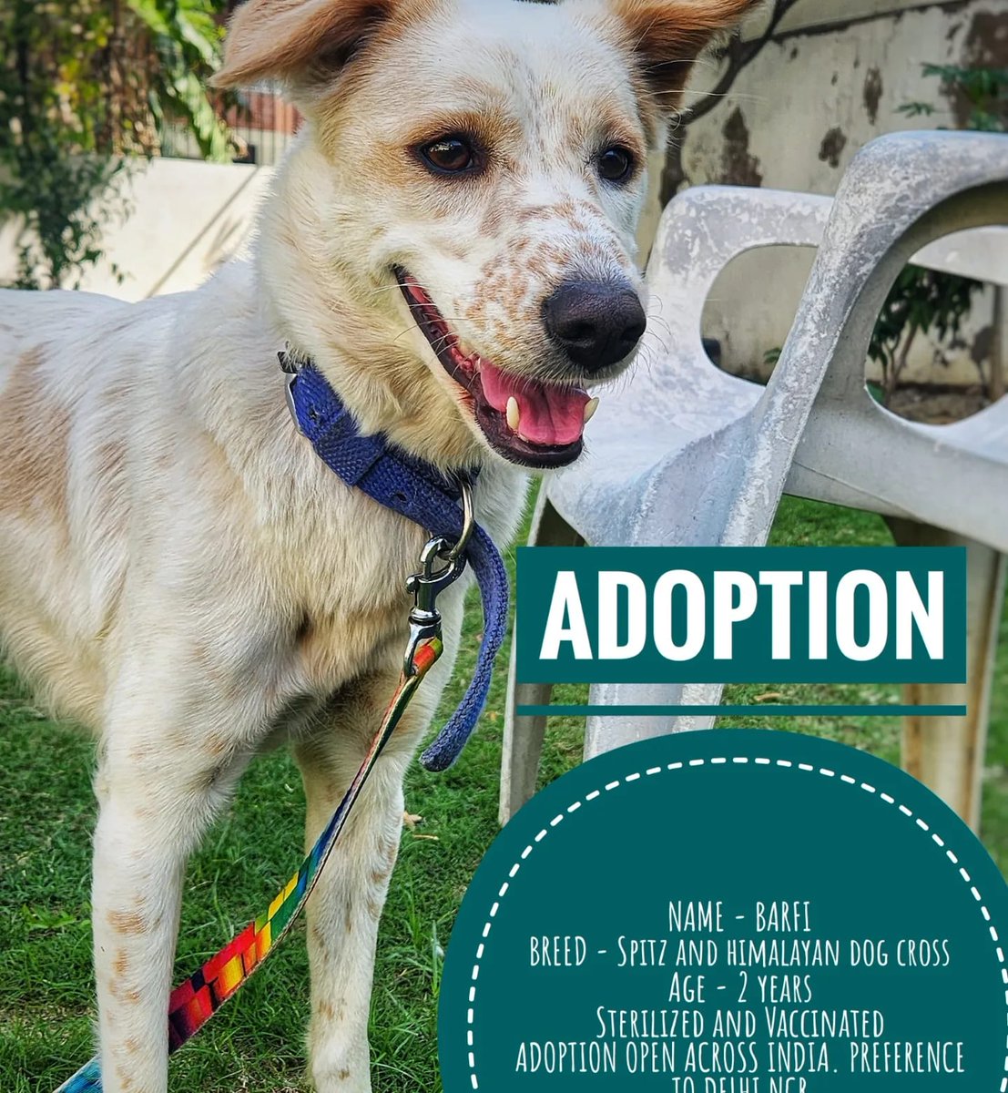 crash_strike's tweet photo. #AdoptionPost #Noida #sharethelove
Name: Barfi (Indie), 2 yrs.
Fully vaccinated and Spayed.
Friendly, active and responsive.
Non fussy eater.
Can sing along.
Rescued from abusive family.
Please connect. https://t.co/owTXL7dBwI