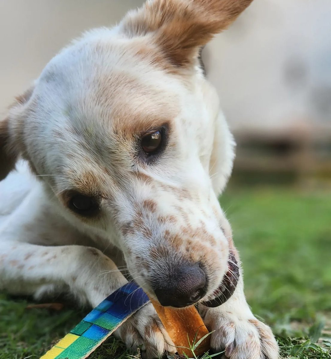 crash_strike's tweet photo. #AdoptionPost #Noida #sharethelove
Name: Barfi (Indie), 2 yrs.
Fully vaccinated and Spayed.
Friendly, active and responsive.
Non fussy eater.
Can sing along.
Rescued from abusive family.
Please connect. https://t.co/owTXL7dBwI