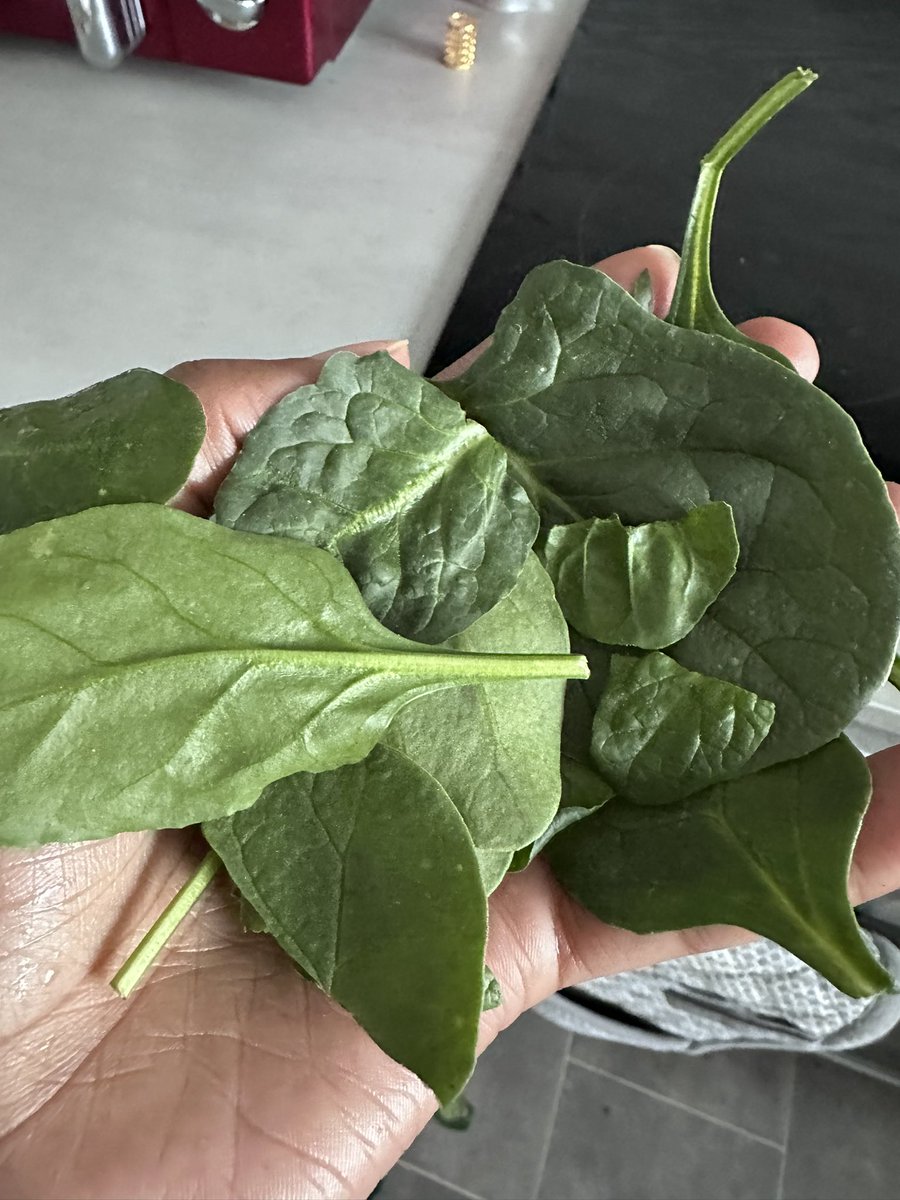 laikasnewlife's tweet photo. Spinach in UK 🇬🇧 is very different from what we call spinach in Kenya 🇰🇪. This is UK spinach 😅 https://t.co/sxNTePjuRk