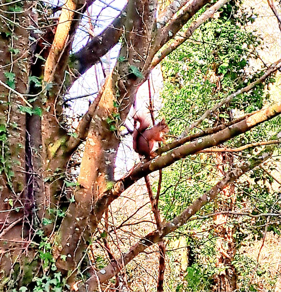 nnylfsemaj's tweet photo. Breakfast time for our friend the Red Squirrel.
#squirrel🐿 #redsquirrel #squirrelsofinstagram #redsquirrelsofinstagram #maíghchromtha💚🤍 #april2023 #earrach2023🌸🌼🌷🌱 #aibreán2023 #hazelwood https://t.co/qscFEj3UIb