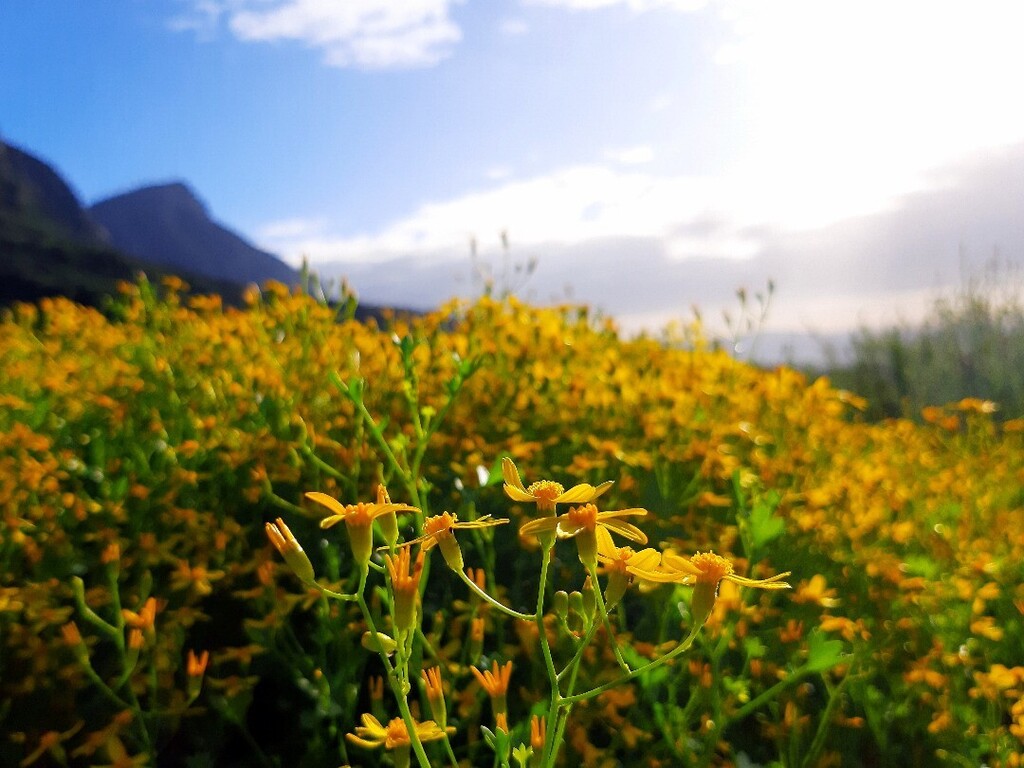 cyanblueseas's tweet image. 🌼🌼🌼🌼🌼

#fieldsofgold #flowersofinstagram #mountainviews #autumnvibes #wheretheskymeetstheland instagr.am/p/CrTBgAqtIFa/