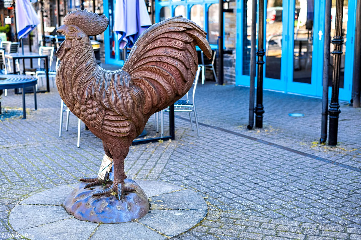 BJRoberts's tweet photo. This is Eryri's own Cock O' the North (Wales that is) in residence at beautiful Betws-y-Coed's Station Complex. @Ruth_ITV @ItsYourWales @northwaleslive @northwalescom @AllThingsCymru @OurWelshLife @NWalesSocial #Eryri #BetwsyCoed #StationComplex #CockOtheNorth #ConwyValley #Wales https://t.co/6RMfuUJzse
