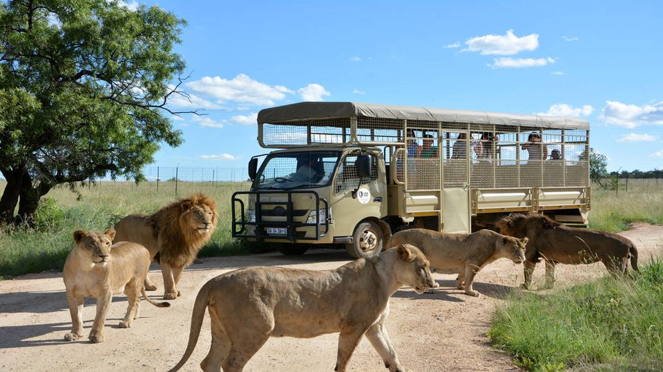 ActivityAwaits's tweet photo. Activity Awaits invites you to discover the awe-inspiring beauty and serenity of the Pilanesberg National Park. 
https://t.co/wxaWuuJquS

#activityawaits https://t.co/XwhpsBNsJQ