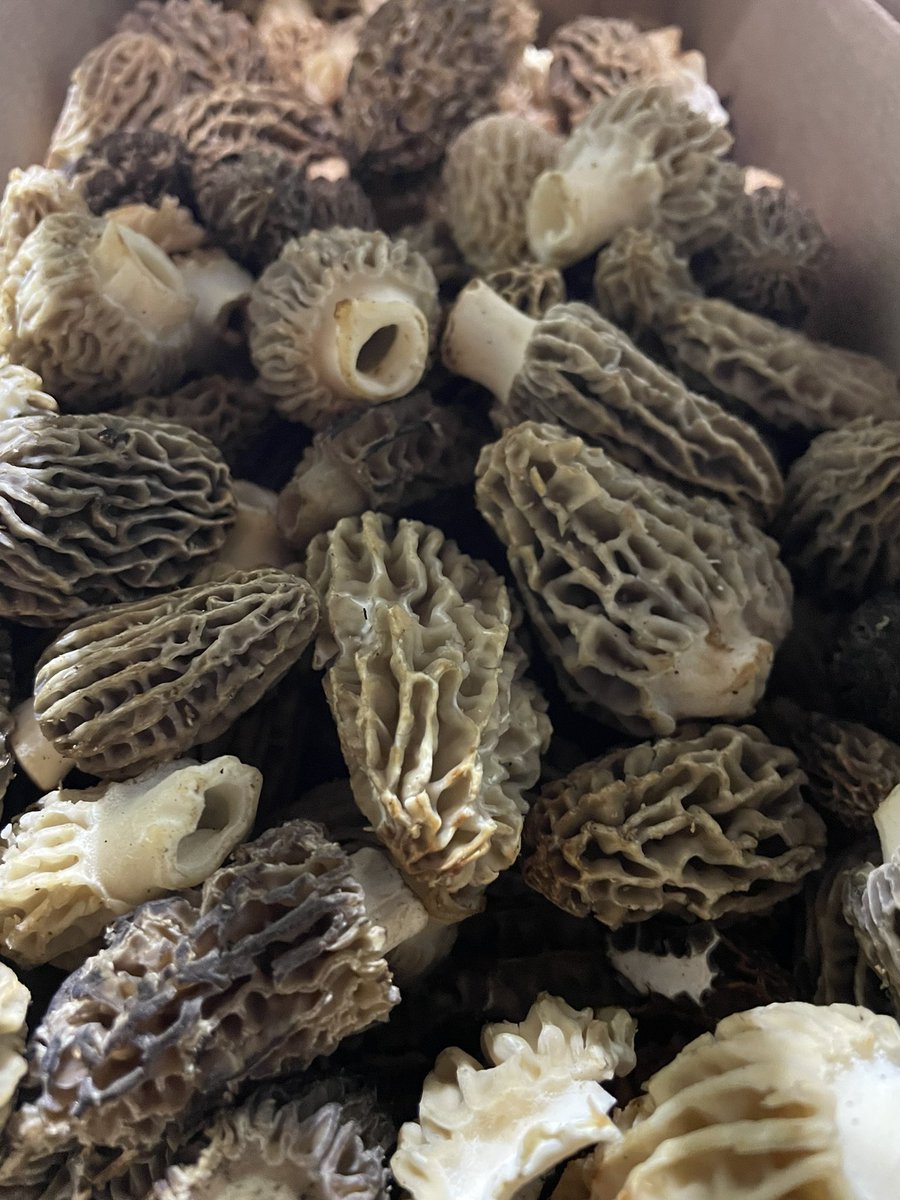 They’ve arrived! Available <a href="/TheMushroomHub/">The Mushroom Hub</a> in Detroit, Windsor and Royal oak! Let’s chat #mushrooms!