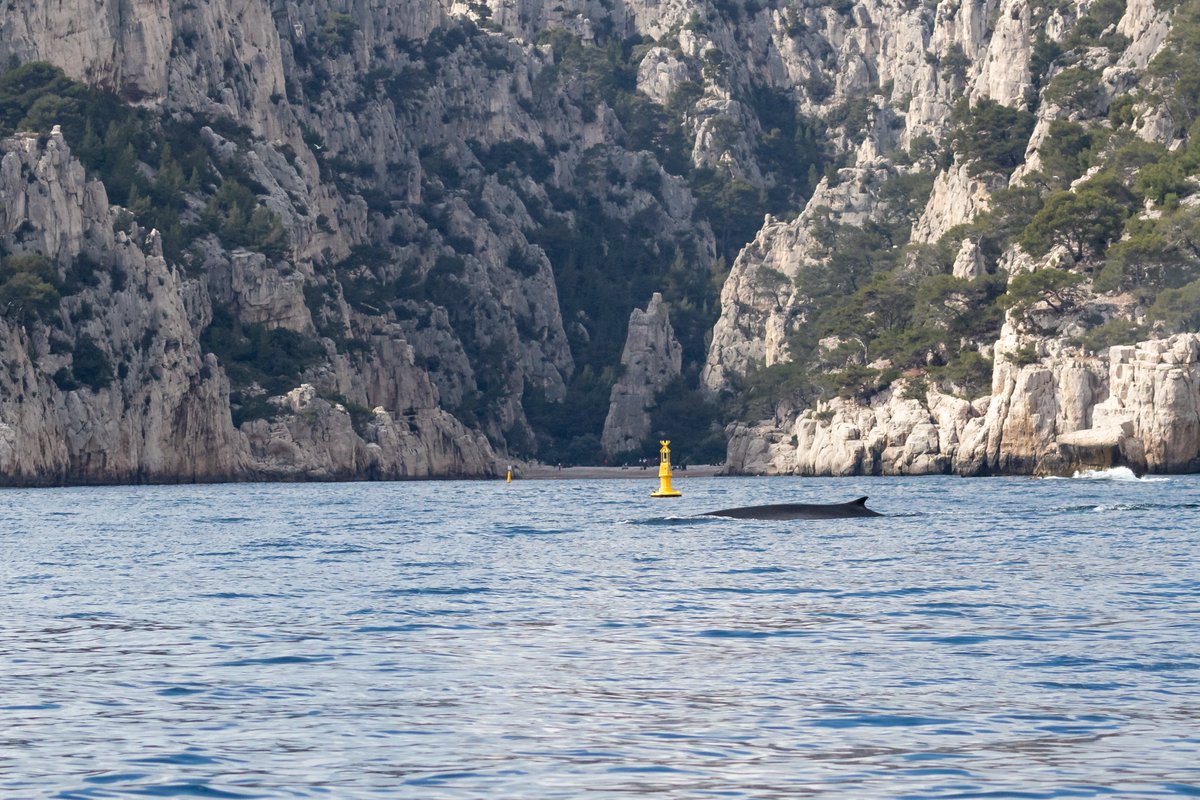 ParcCalanques's tweet photo. Rares images d'un rorqual commun au plus près des côtes dans les Calanques, à quelques mètres à peine de la plage d'En-Vau et de ses visiteurs 🌊😍
Pour revivre la magie de cette rencontre : https://t.co/xSDQdBplnK https://t.co/CWlG3FJEmv