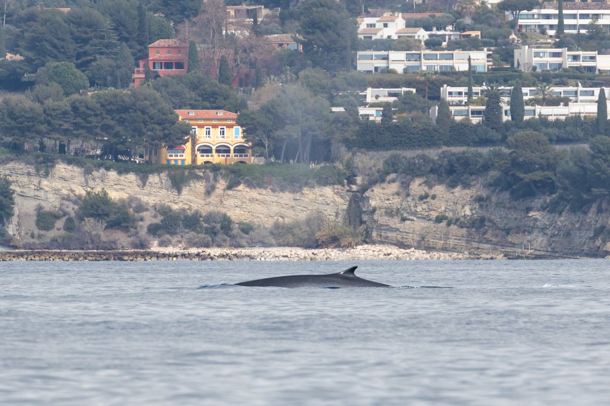 ParcCalanques's tweet photo. Rares images d'un rorqual commun au plus près des côtes dans les Calanques, à quelques mètres à peine de la plage d'En-Vau et de ses visiteurs 🌊😍
Pour revivre la magie de cette rencontre : https://t.co/xSDQdBplnK https://t.co/CWlG3FJEmv