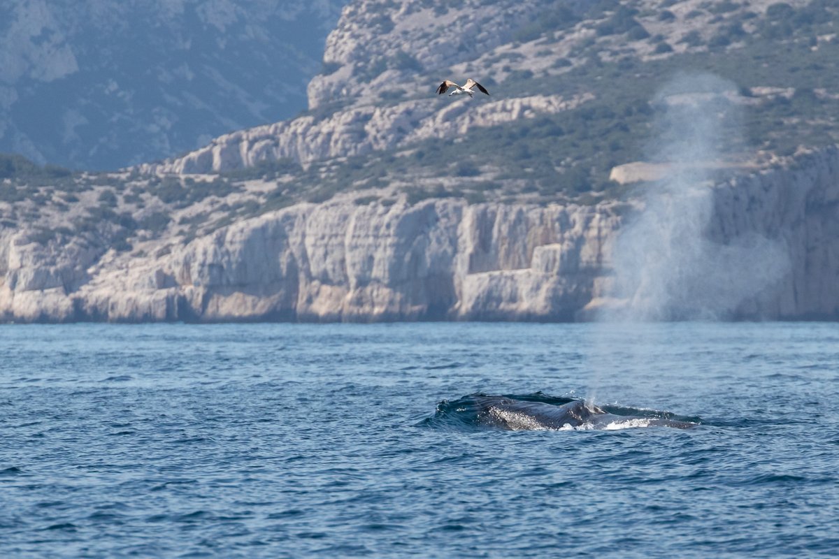 ParcCalanques's tweet photo. Rares images d'un rorqual commun au plus près des côtes dans les Calanques, à quelques mètres à peine de la plage d'En-Vau et de ses visiteurs 🌊😍
Pour revivre la magie de cette rencontre : https://t.co/xSDQdBplnK https://t.co/CWlG3FJEmv