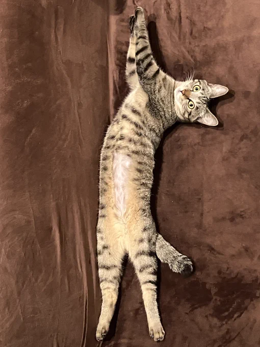 伸びたり縮んだりするねっこ #猫_夏鈴 