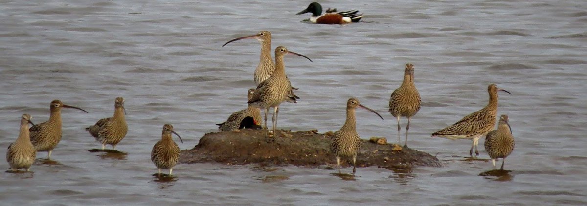 YorkshireWater's tweet photo. It’s #WorldCurlewDay &amp; we’re celebrating the population at Tophill Low! 🐥

We have around 70 curlews at Tophill Low that roost every night in the winter which is amazing as the species is in decline.

Photo credits: Tony McLean, Mike Day &amp; Martin Hodges

#WorldCurlewDay2023 https://t.co/BMu0uP1m4b