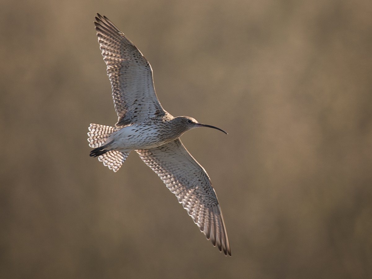 YorkshireWater's tweet photo. It’s #WorldCurlewDay &amp; we’re celebrating the population at Tophill Low! 🐥

We have around 70 curlews at Tophill Low that roost every night in the winter which is amazing as the species is in decline.

Photo credits: Tony McLean, Mike Day &amp; Martin Hodges

#WorldCurlewDay2023 https://t.co/BMu0uP1m4b