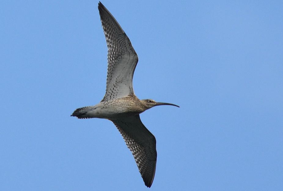 YorkshireWater's tweet photo. It’s #WorldCurlewDay &amp; we’re celebrating the population at Tophill Low! 🐥

We have around 70 curlews at Tophill Low that roost every night in the winter which is amazing as the species is in decline.

Photo credits: Tony McLean, Mike Day &amp; Martin Hodges

#WorldCurlewDay2023 https://t.co/BMu0uP1m4b